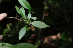 Tabernaemontana pandacaqui