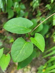 Reynoutria multiflora