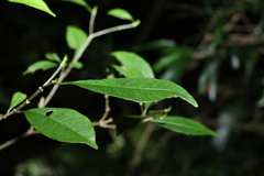 Tabernaemontana pandacaqui