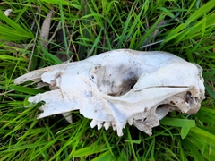 Macropus fuliginosus