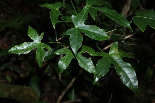 Brachychiton acerifolius