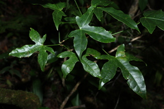 Brachychiton acerifolius