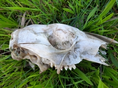 Macropus fuliginosus