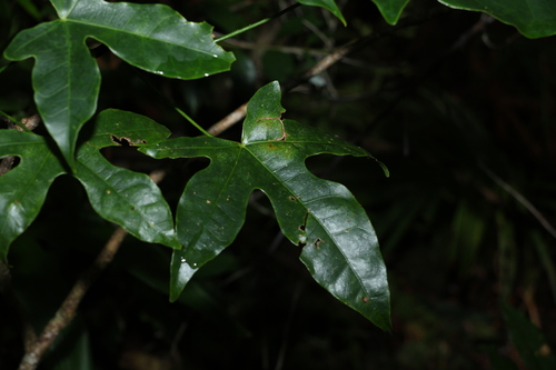 Brachychiton acerifolius