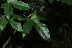 Brachychiton acerifolius