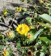 Agapostemon texanus