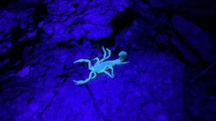 Paravaejovis spinigerus