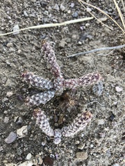 Micropuntia pulchella