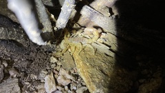 Paravaejovis spinigerus