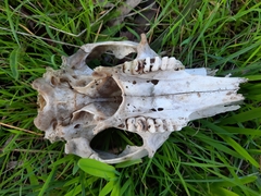 Macropus fuliginosus