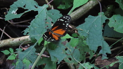 Heliconius hecale