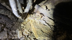 Paravaejovis spinigerus