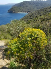 Euphorbia dendroides