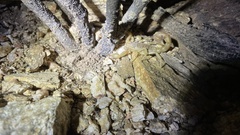 Paravaejovis spinigerus