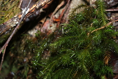 Echinodiopsis hispida