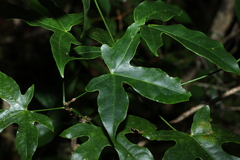 Brachychiton acerifolius