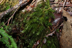 Echinodiopsis hispida