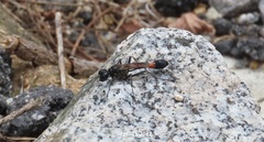 Ammophila