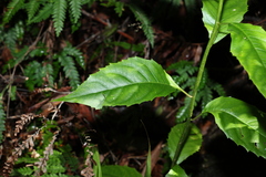 Cuttsia viburnea