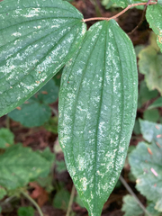 Prosartes hookeri