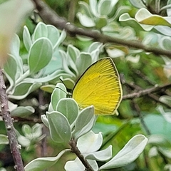 Eurema laeta