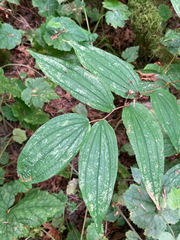 Prosartes hookeri