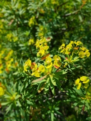 Euphorbia dendroides