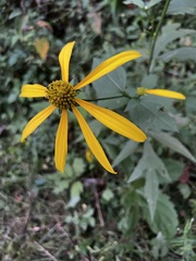 Rudbeckia