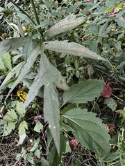 Rudbeckia