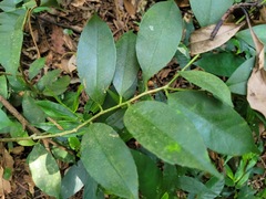 Ilex ficoidea