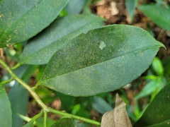 Ilex ficoidea
