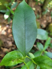 Ilex ficoidea