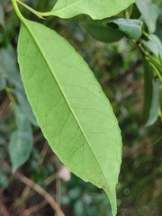 Ilex ficoidea