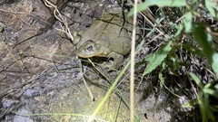 Incilius alvarius