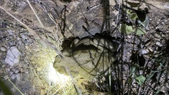 Incilius alvarius