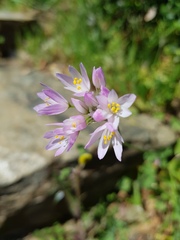 Allium roseum