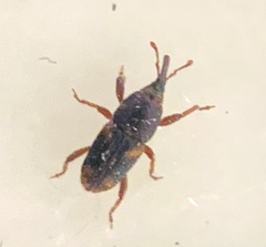 Sitophilus