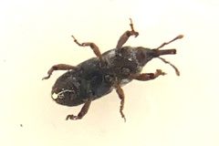Sitophilus