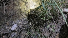 Incilius alvarius