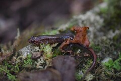 Desmognathus orestes