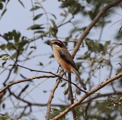 Lanius bucephalus
