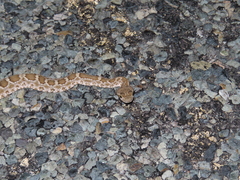 Crotalus scutulatus