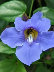 Thunbergia grandiflora