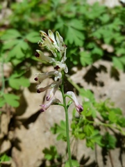 Fumaria bicolor
