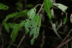 Solanum stelligerum