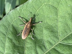Lixus concavus
