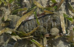 Holothuria scabra