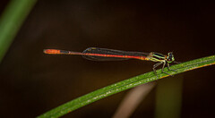 Argiocnemis rubescens