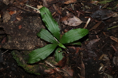 Calanthe triplicata