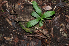 Calanthe triplicata